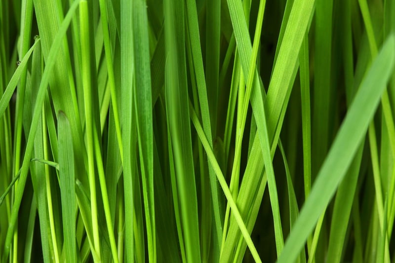 Eco-Friendly Print